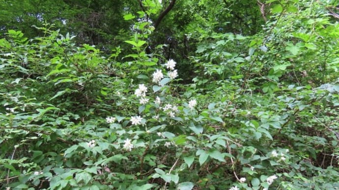 高ボッチ高原・鉢伏山の植物 バイカウツギ (梅花空木)