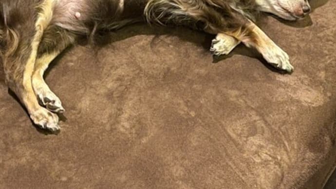 犬達