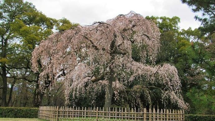 京都御所　御苑の桜　御所内左近の桜