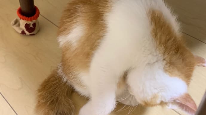 次男の帰還