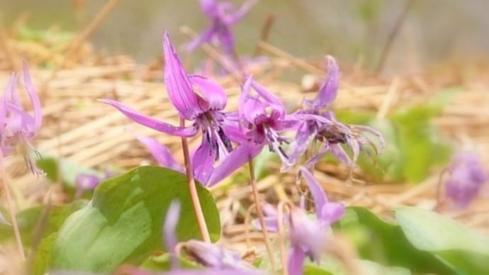春の安曇野・・・白馬山麓で・・・ギフチョウが菫の花の蜜を吸う