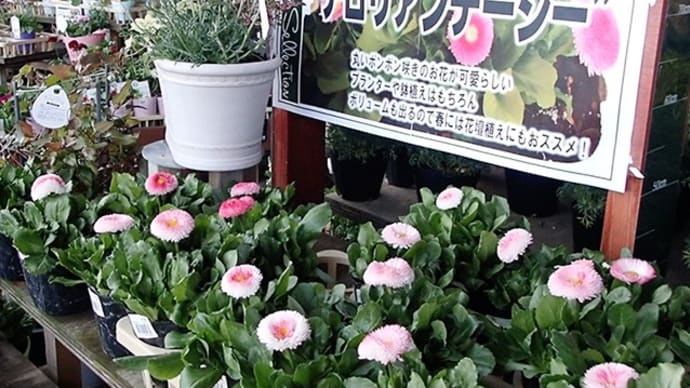 ホームセンターでチロリアンデージーの花をゲット