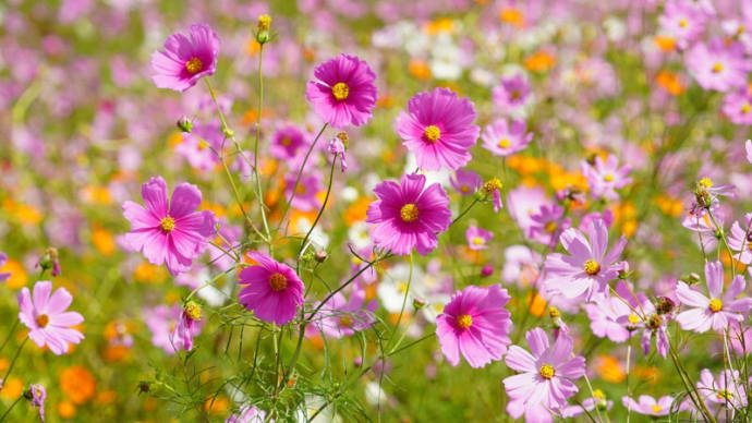 Cosmos in autumn