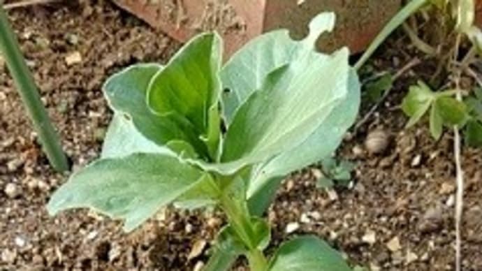 お多福豆の成長 自家製小麦で作ったパン