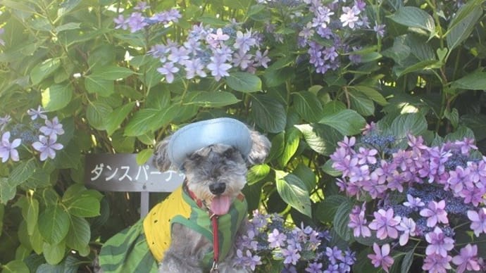 アンブレラスカイ