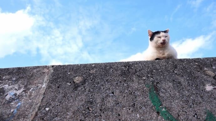 沖縄県の猫たち 2025年1月 その21