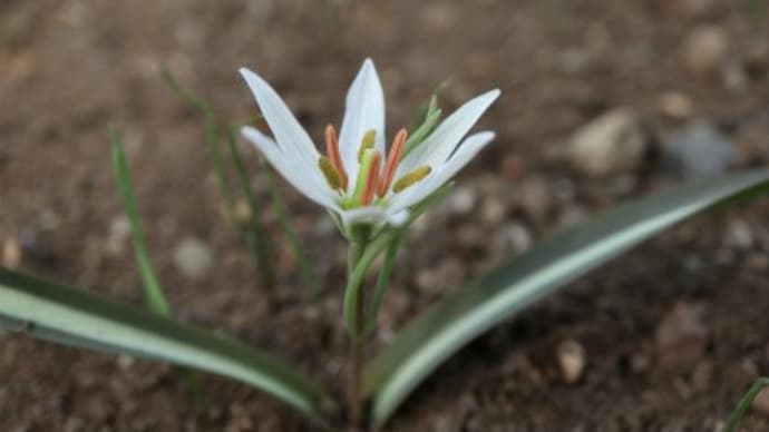 牧野記念庭園の広葉の甘菜など