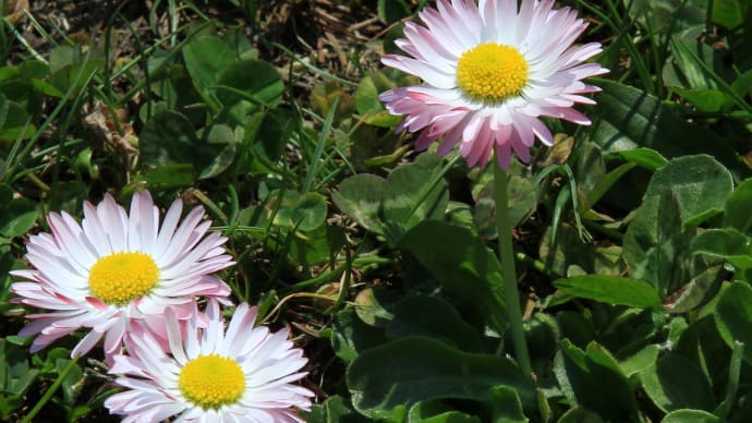 北海道の春から初夏の花、デイジー5-1
