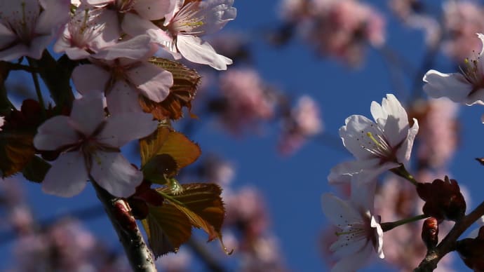 北海道の桜3-2
