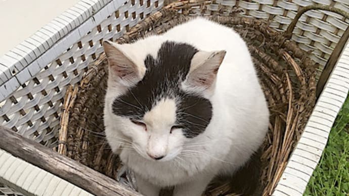 外猫ネームあるある