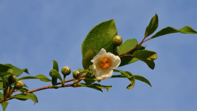 日記 6月を振り替えて 今年も半年が過ぎた