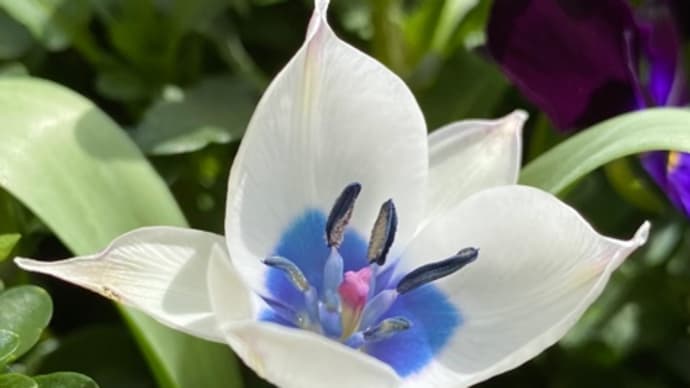 庭のお花達 原種チューリップ他