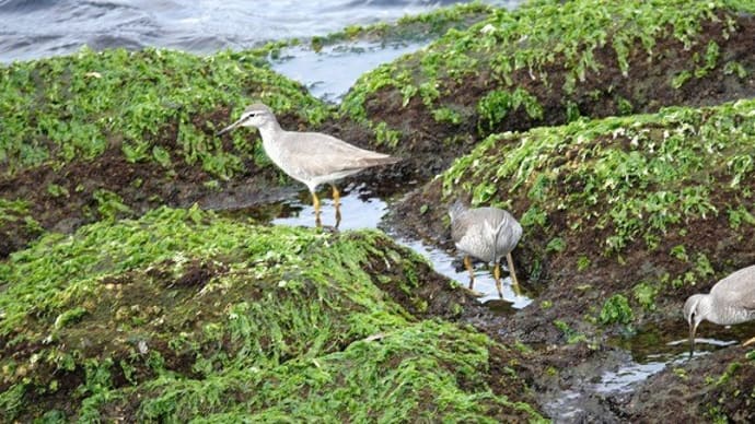 05/18探鳥記録写真-2:遠賀川河口の鳥たち(キアシシギ三昧、)