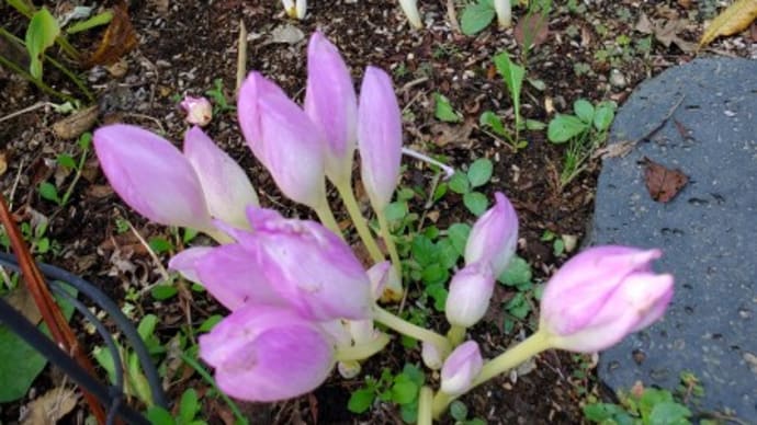 秋の種まき＆寄せ植え