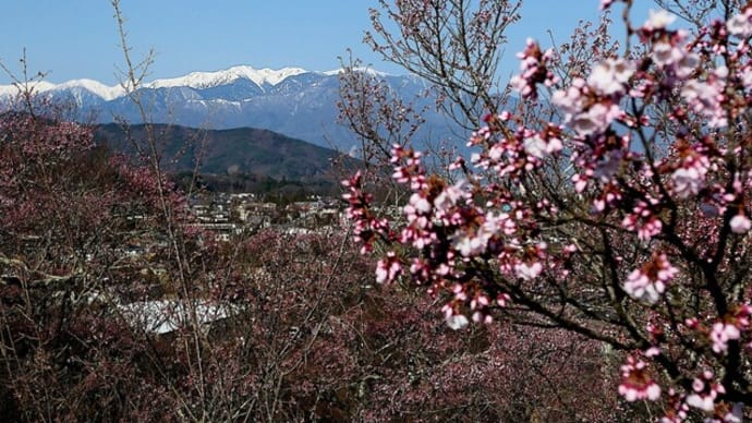 高遠城址公園天下第一の桜