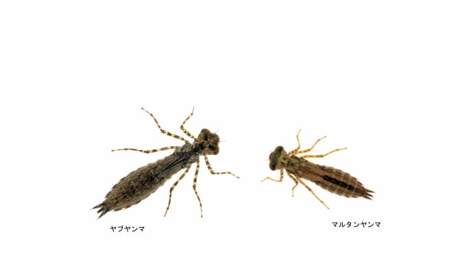 ヤゴって面白い 6