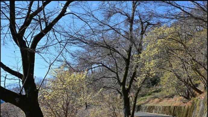 「桜山公園」の ロウバイ