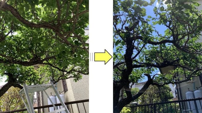 枝が混み合い光りが差し込まなくなった梅の木剪定作業
