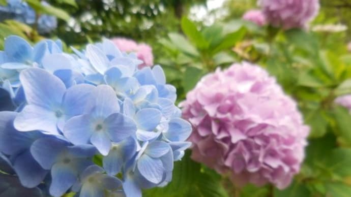 今治アースランドのアジサイがカワイイ