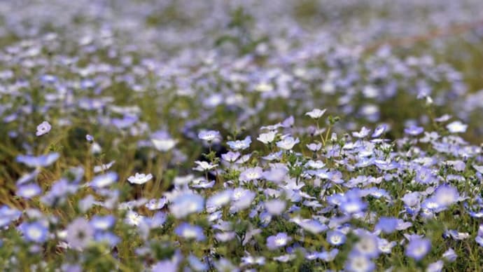 淡いぶるーが清々しいネモフィラ