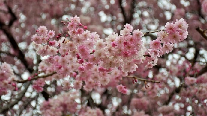 さくら狩り 岩手県北上市立花 北上市立公園展勝地(3)紅枝垂桜は満開っす