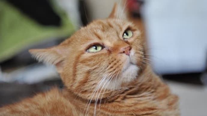 過ぎたるは猶及ばざるが如し