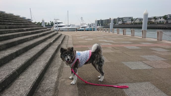 食べることは生きることだわん🐕