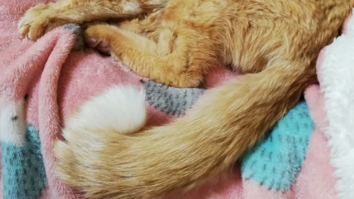 食べてくれるだけで