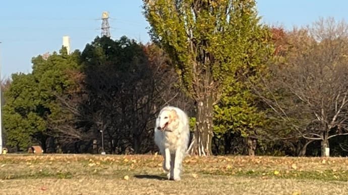 ここは公園ですよ。。