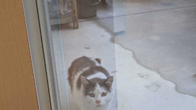 職場猫~♪ ヾ(=゚・゚=)ノニャン♪