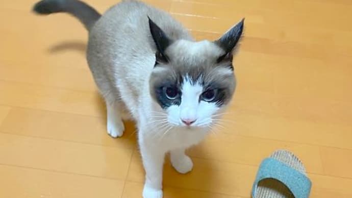 207日目、サイヤ人化する空さん。怖ーい❗️