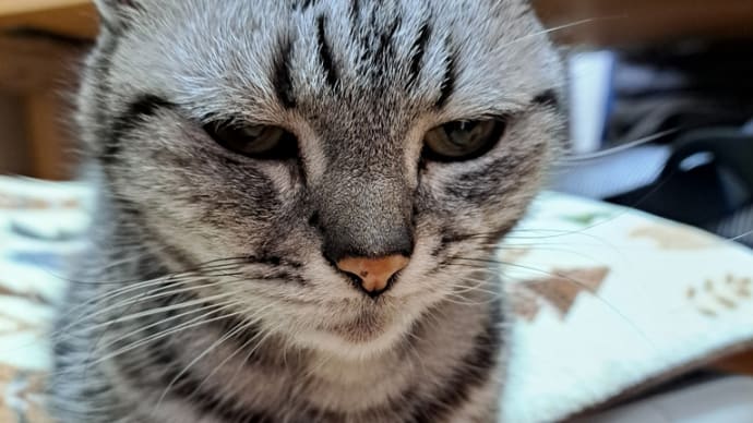 オークションは恐ろしい。