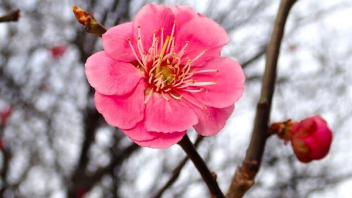 さくら開花　札幌市