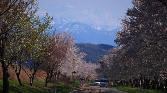 波打つ桜道