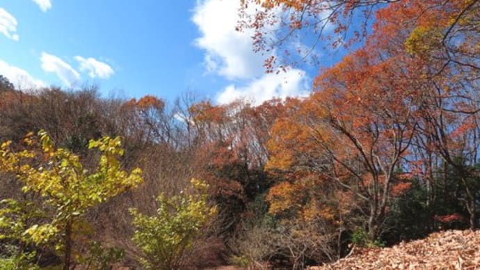 里山 名残りの紅葉