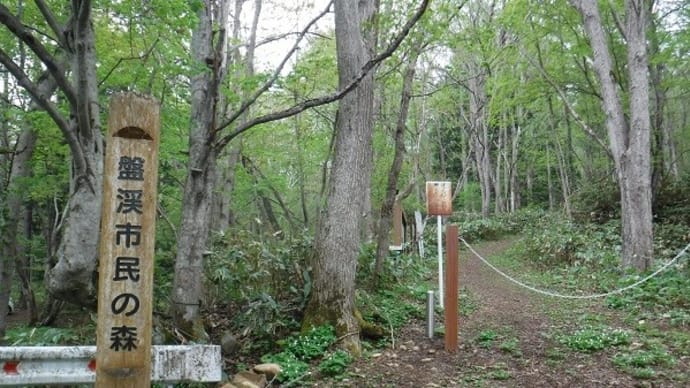 サンカヨウを求めて 盤渓市民の森トレッキング
