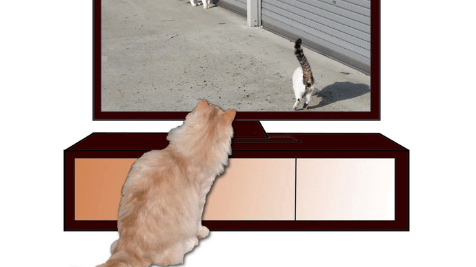 ミューとミケを観るマロン