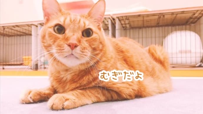 むぎ・うみ・ひな の誕生日(日々の出来事)