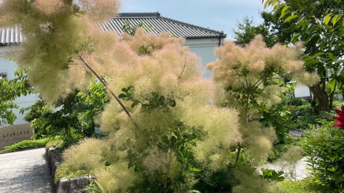 緑が綺麗、徳川園