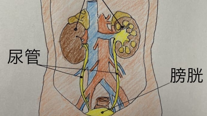 大腰筋は腎臓の影響を受ける