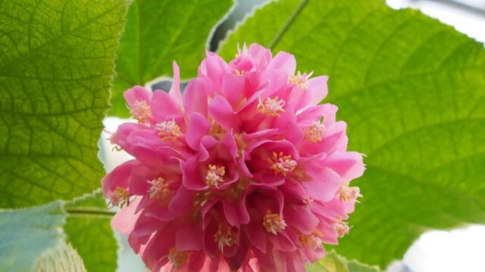 夢の島熱帯植物館に咲く1月の花①