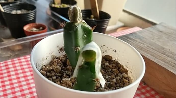 接ぎ木今度こそ~