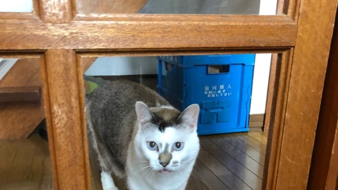 人懐っこい猫、、、。