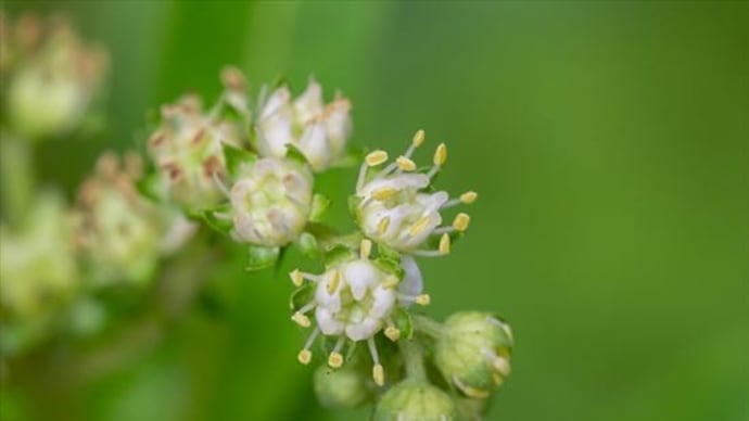 タコノアシの花