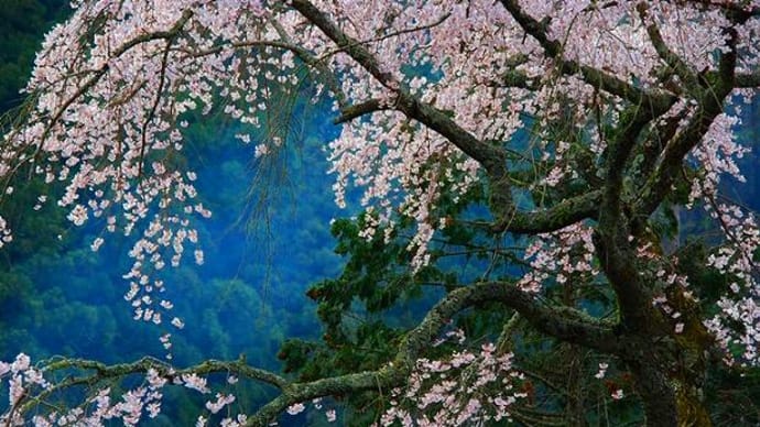 石橋秀野/緑なす松や金欲し命欲し