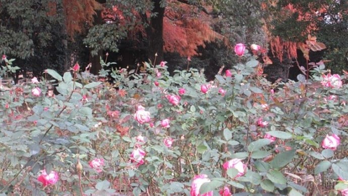 楽書き雑記「庄内緑地公園の秋バラはまだ大丈夫」