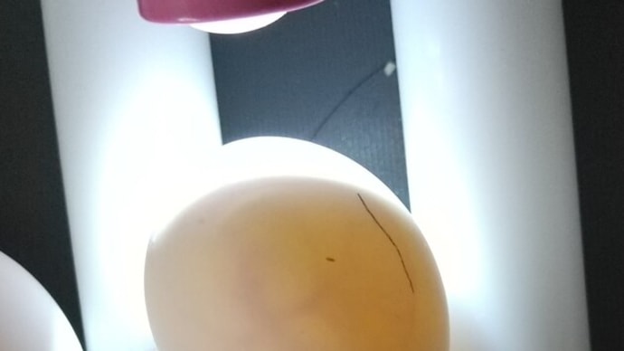 シロハラインコ産卵しました。