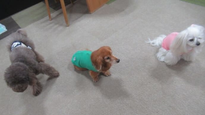 2023/12/16 犬の幼稚園BuddyDog
