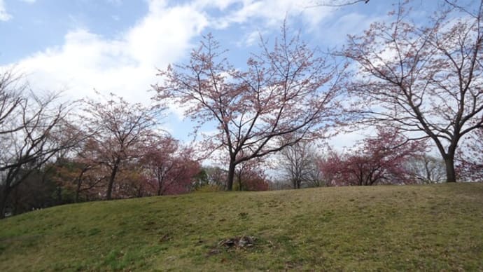 舎人公園、千本桜まつり 令和6年3月23日