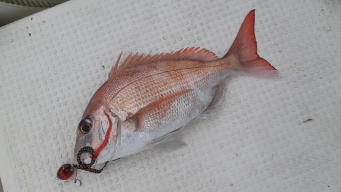 タイラバ不調 ゾンビが釣れる
